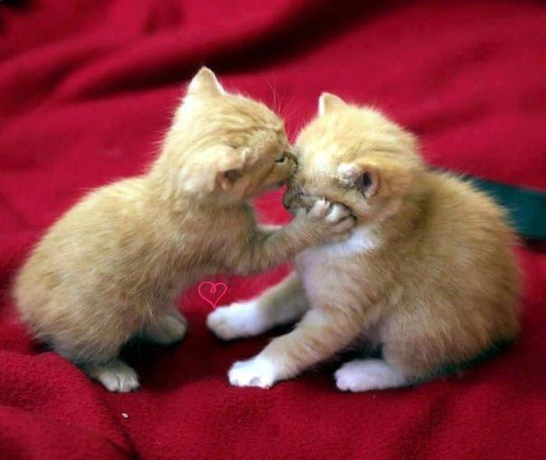 kisses-cat